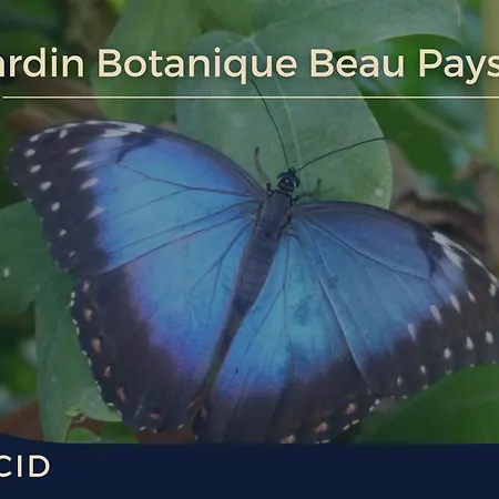 La Fleur Bleue - Cozy * Marck